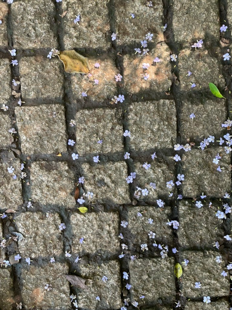 台北｜北投．士林 臺北大縱走第一段_1487847