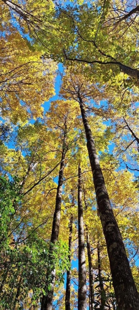 2022霞喀羅古道精華段/養老-白石吊橋賞🍁楓趣_1970444