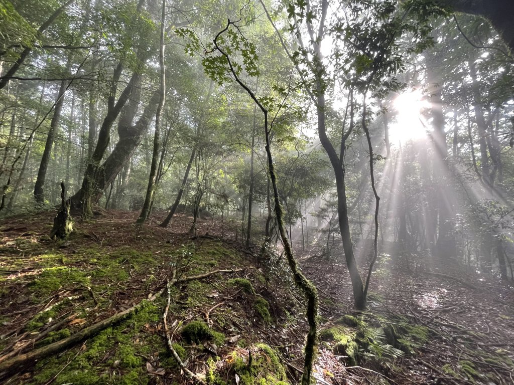 迷霧森林中的耶穌光