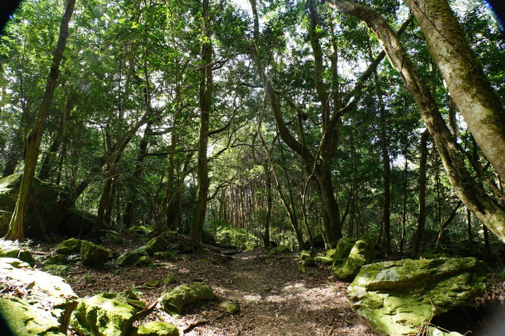 苗栗 南庄 紅毛山、無名山、大坪山_2943135