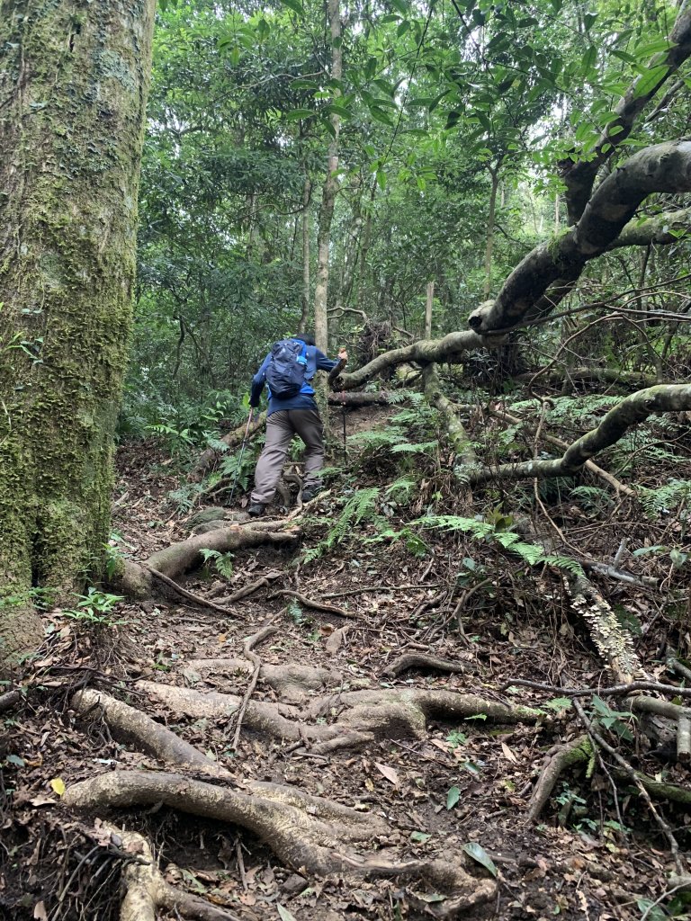 山上人家→鵝公髻山 原路折返_689317