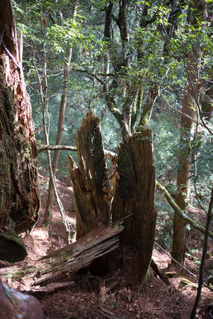 【高雄】多尾蘭山+玉穗山_870564