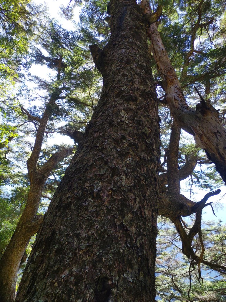 玉山 20220305_1730815