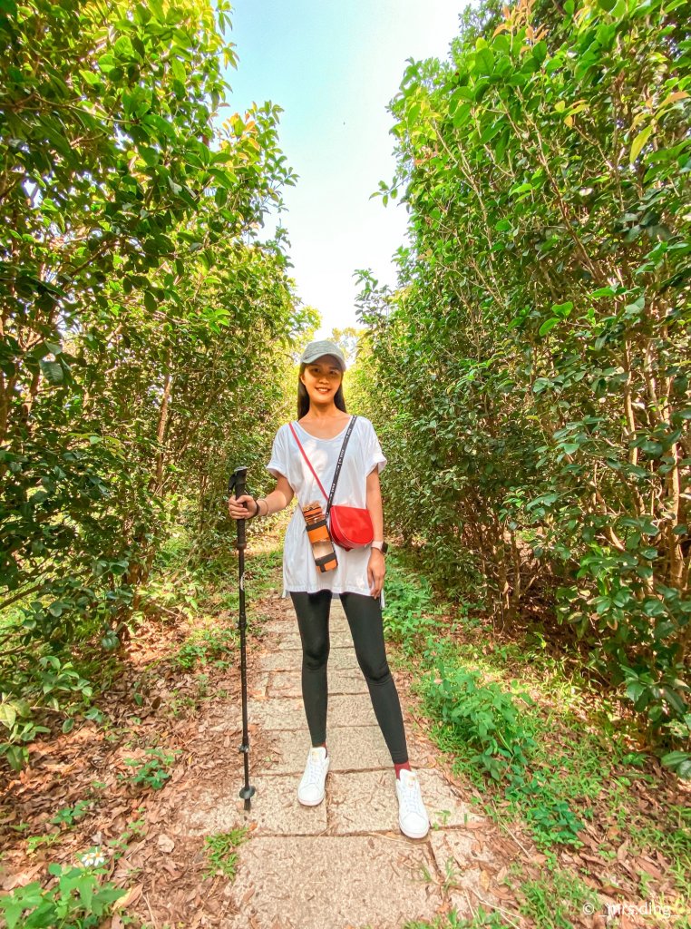 ＜小百岳＞新竹縣．飛鳳山觀日坪古道_1089896