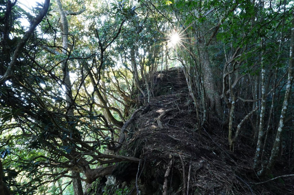 台中 和平 南松鶴山、八仙山、東松鶴山_2877947