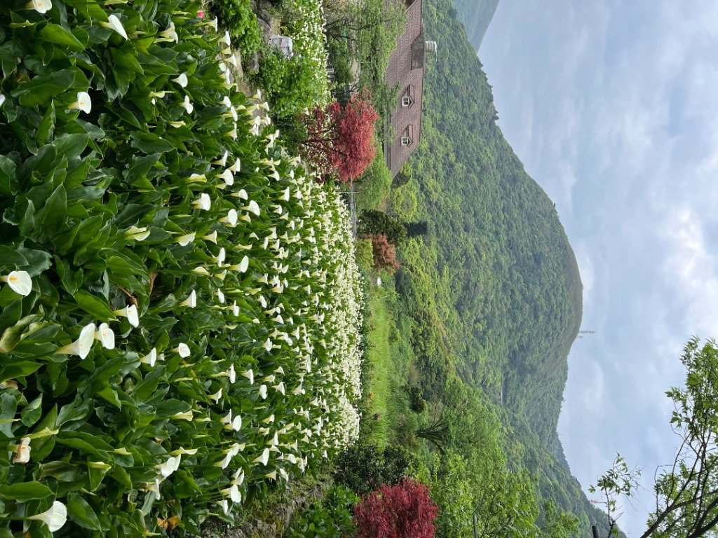 4/12台北大縱走第二段小油坑到二子坪封面圖