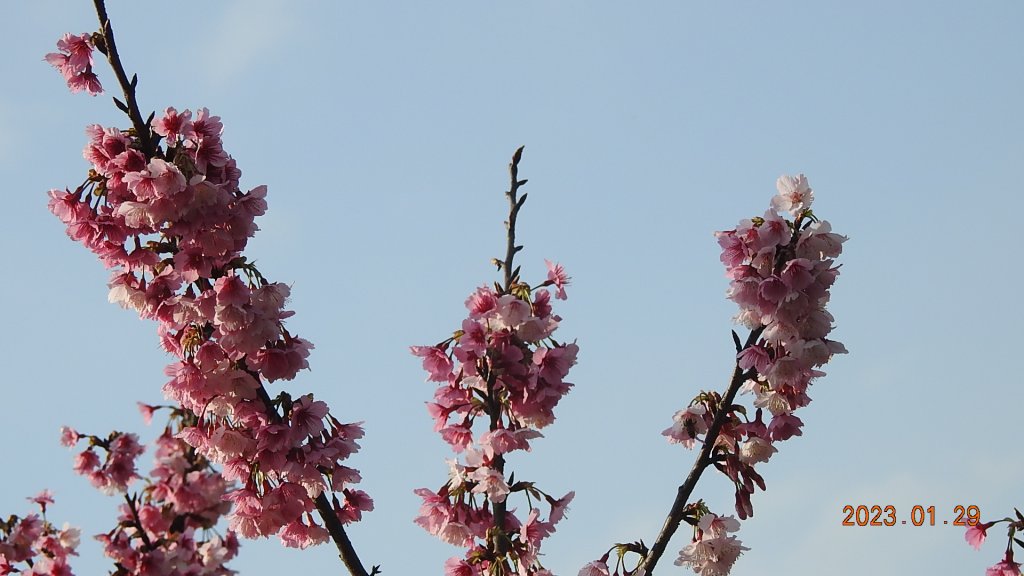 2023第一櫻 - 天元宮後山寒櫻(三色櫻)，櫻花與月亮_2010507