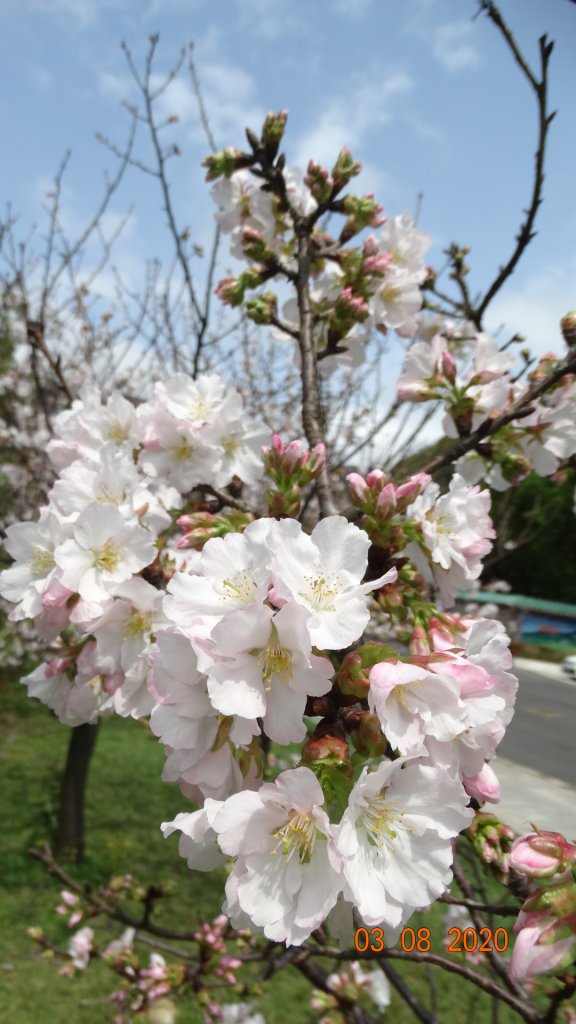 追花是簡單的快樂，賞花是恬淡的幸福。_871228