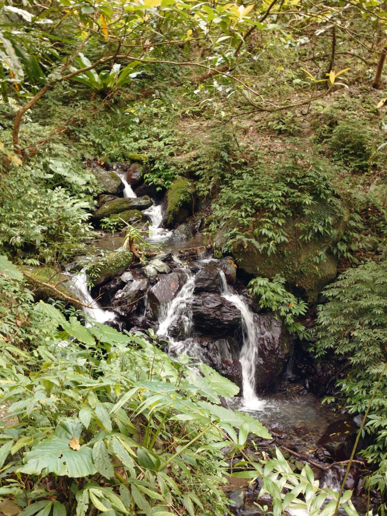 朝聖抹茶山_2949503