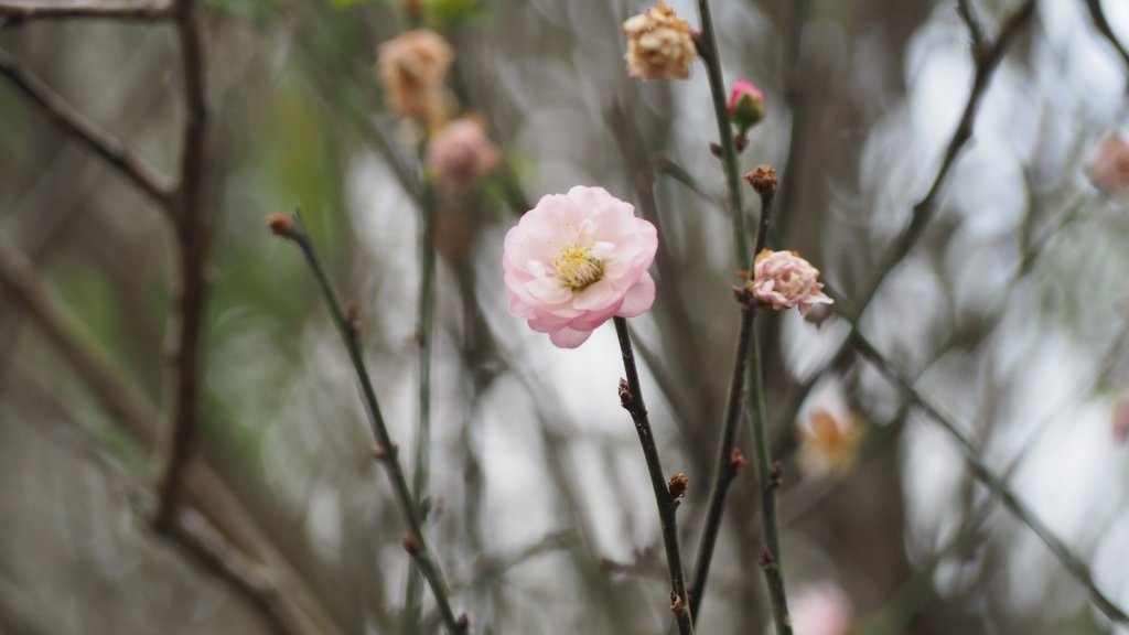 《南投》河岸賞鳥｜竹山下坪步道及自然教育園區O繞20230225_2042233