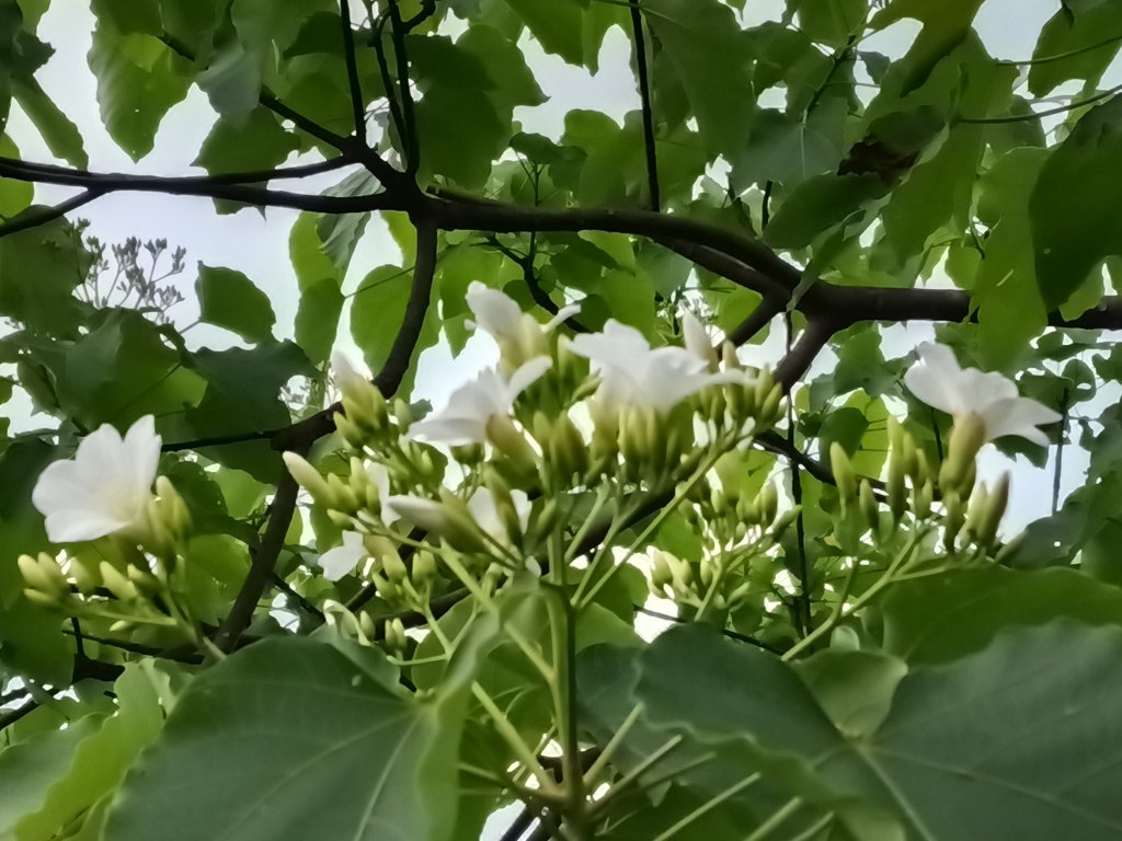 瑞芳區八分寮頂砲台+八分寮頂山+八分寮古道O型_2772480