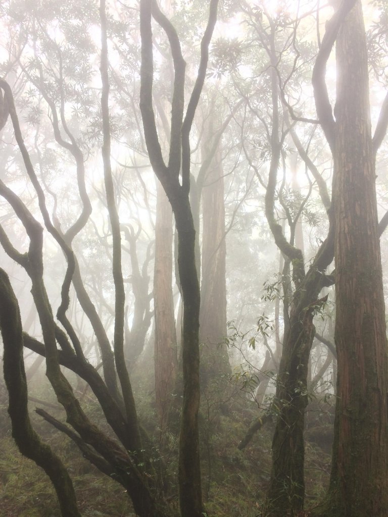 復興尖山之速_446629