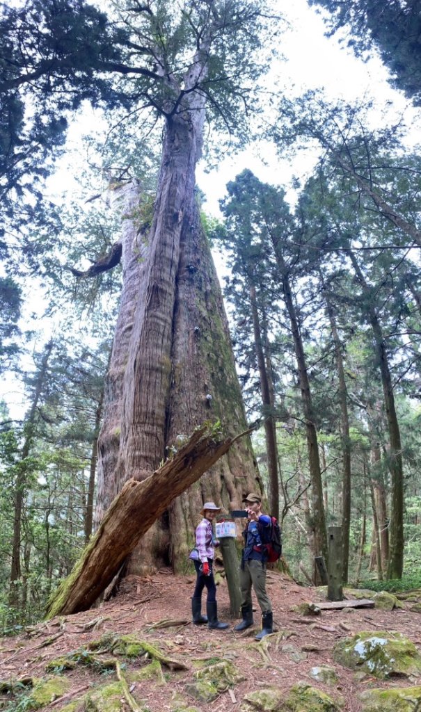 水漾森林+瞑月神木_2768899