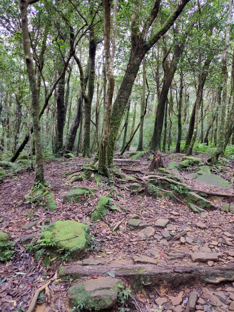 20231013東眼山自導式步道_2313683