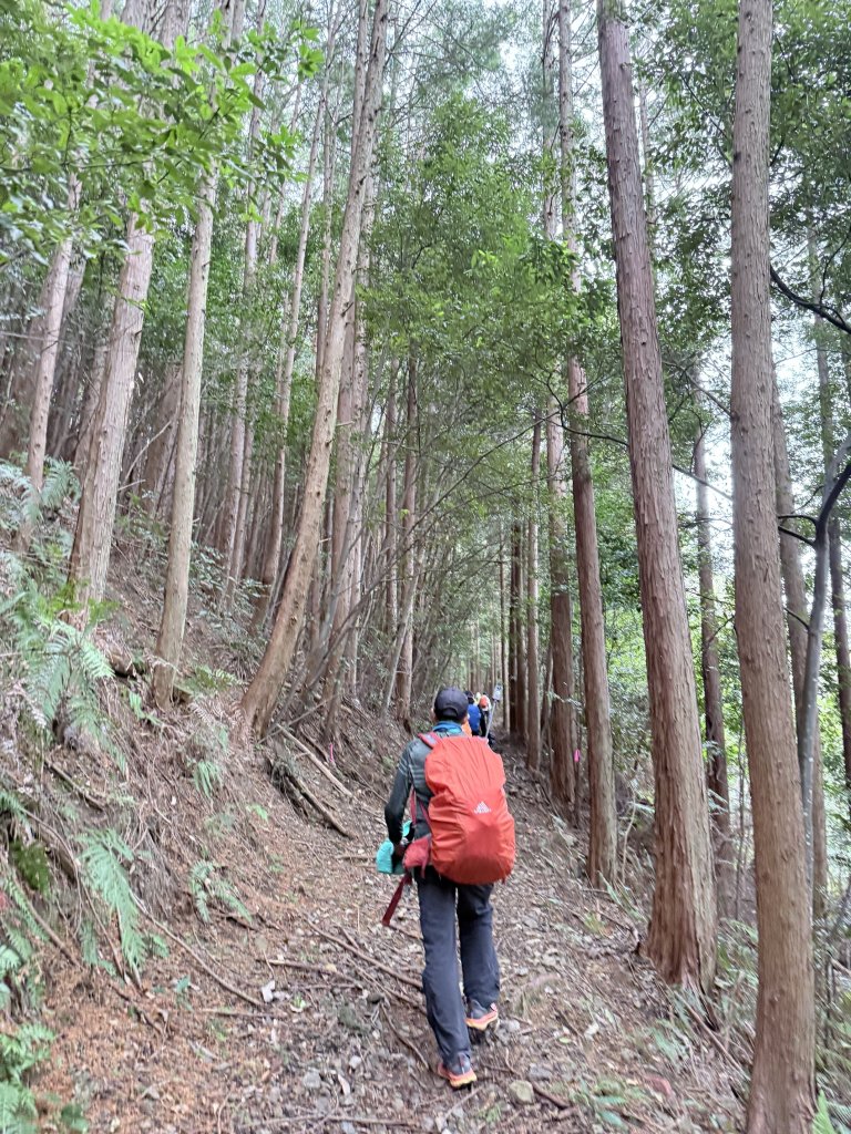 熊野古道中邊路D1 紀伊田邊、潮見峠O繞 2025.3.16_2744421