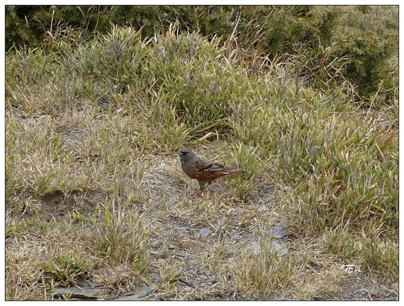 合歡北峰_1329402