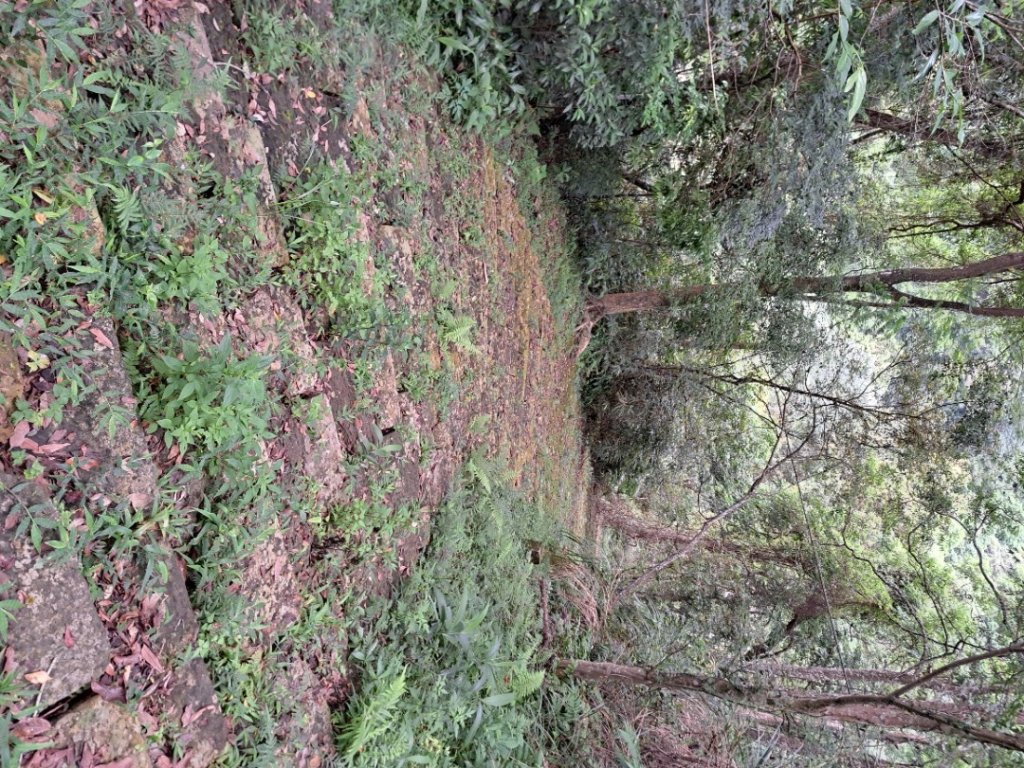 2026樟之細路：渡南，飛鳳,騎龍，茶亭，石山艮，獅山古道封面圖