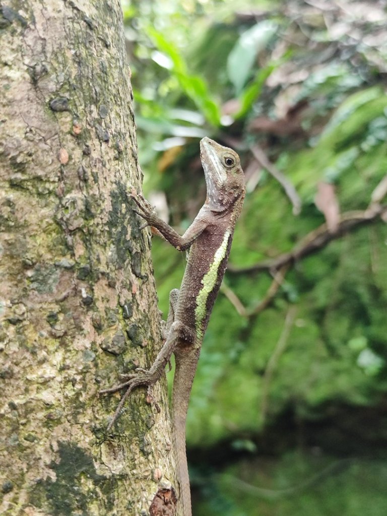 微笑山線之望月亭段_2849024