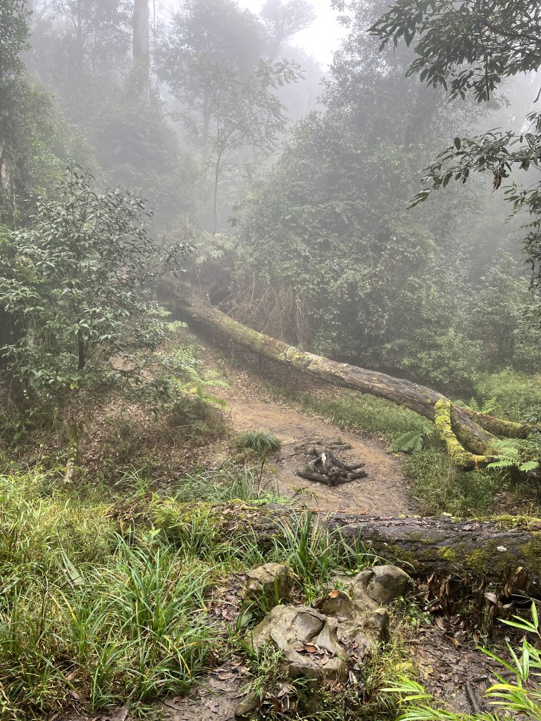 【鵝鳥雙拼】 鵝公髻接鳥嘴山_2382735