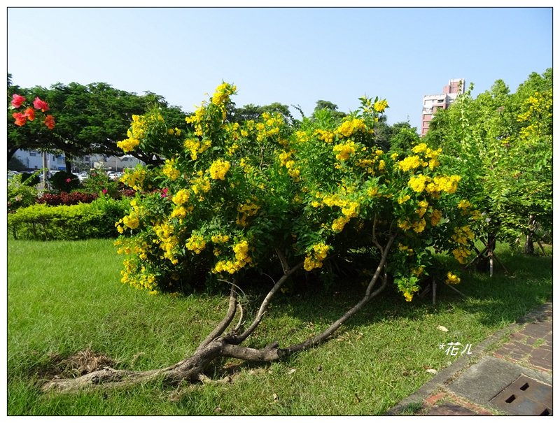 嘉義/228公園步道_685348