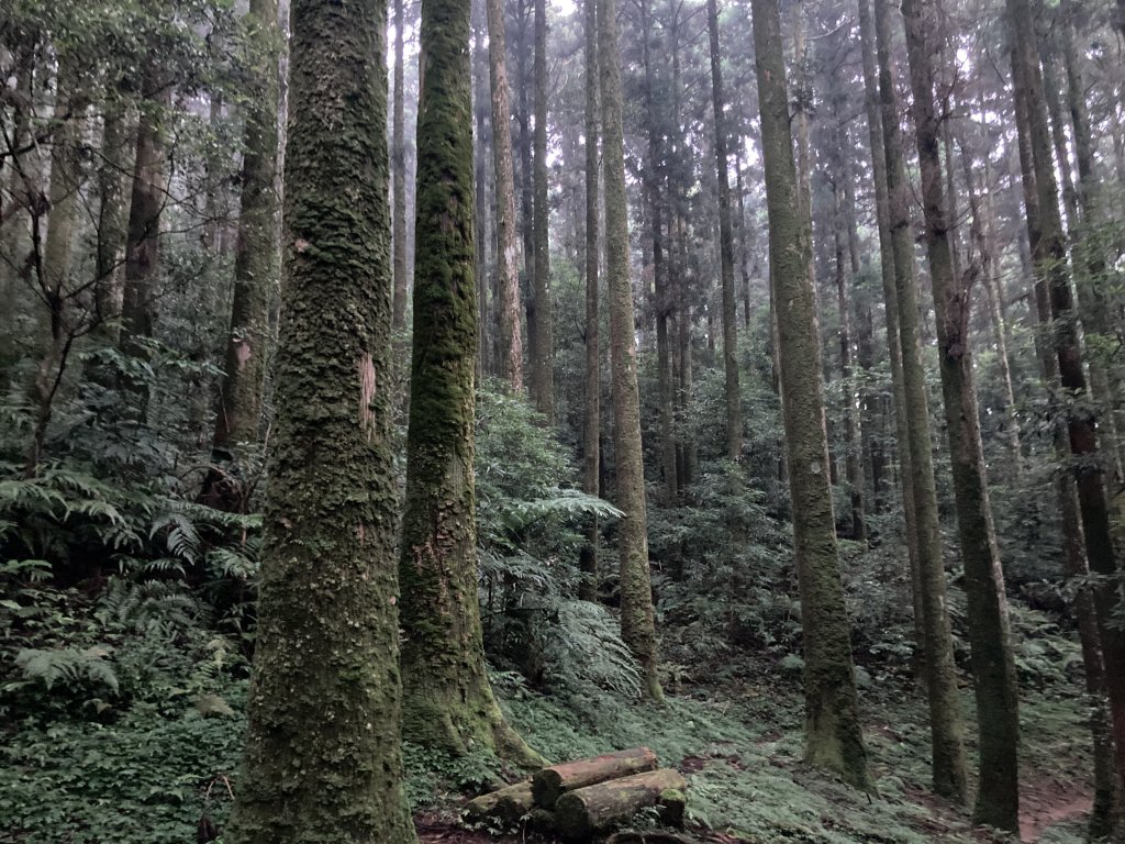 東眼山自導式步道_2320191