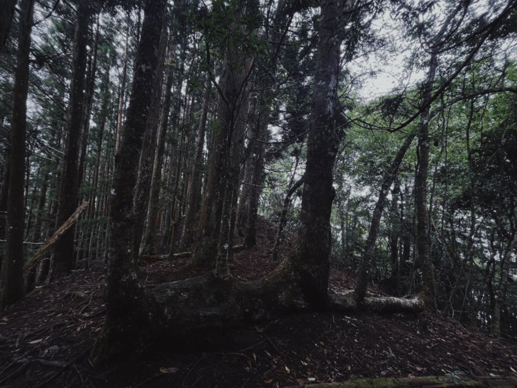 240505_春季_新竹_油羅山步道_2497088