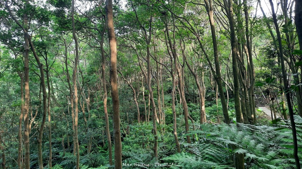 《台北》城市晨運｜虎山親山自然步道（松山慈惠堂）20250522_2795766