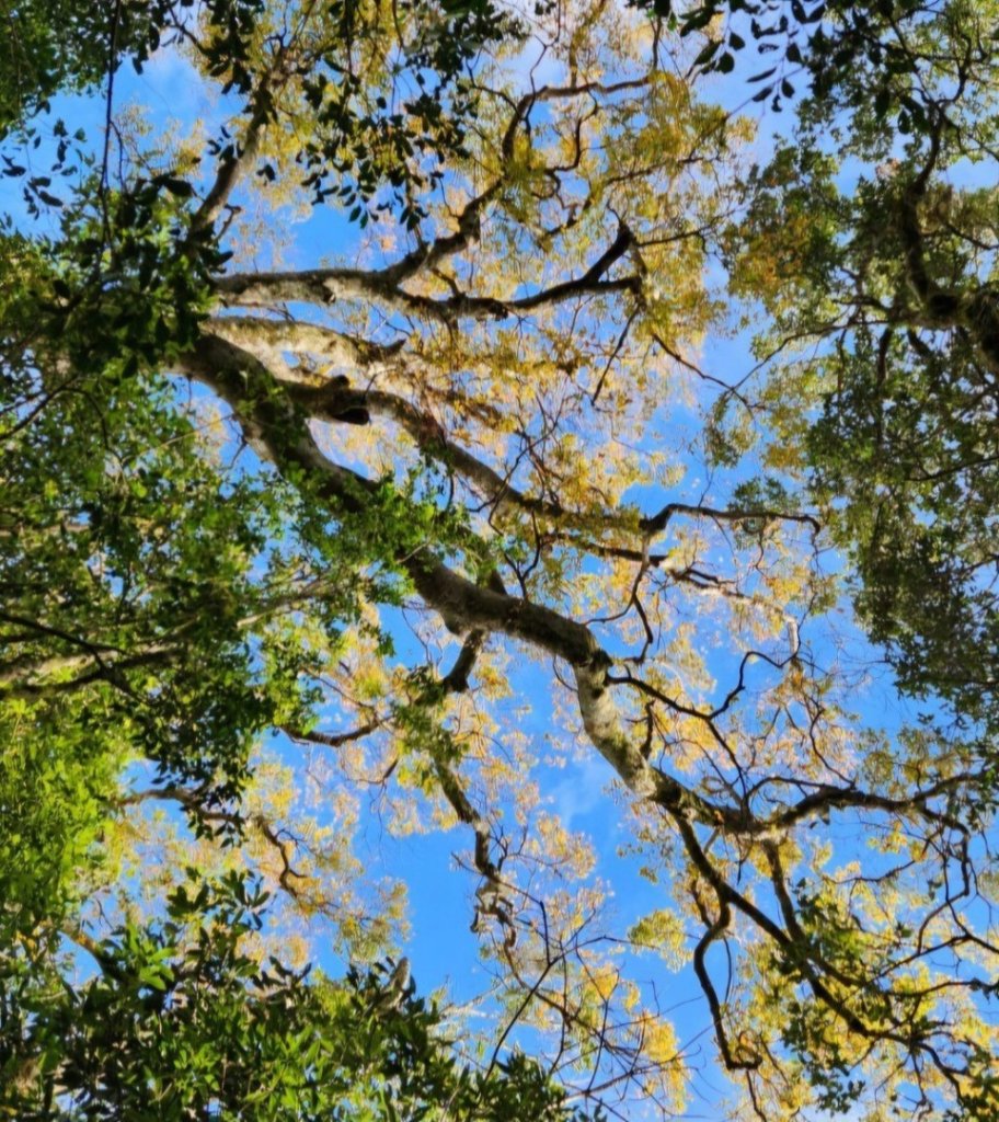 【中級山 】北得拉曼巨木步道，連走內鳥嘴山_2742200