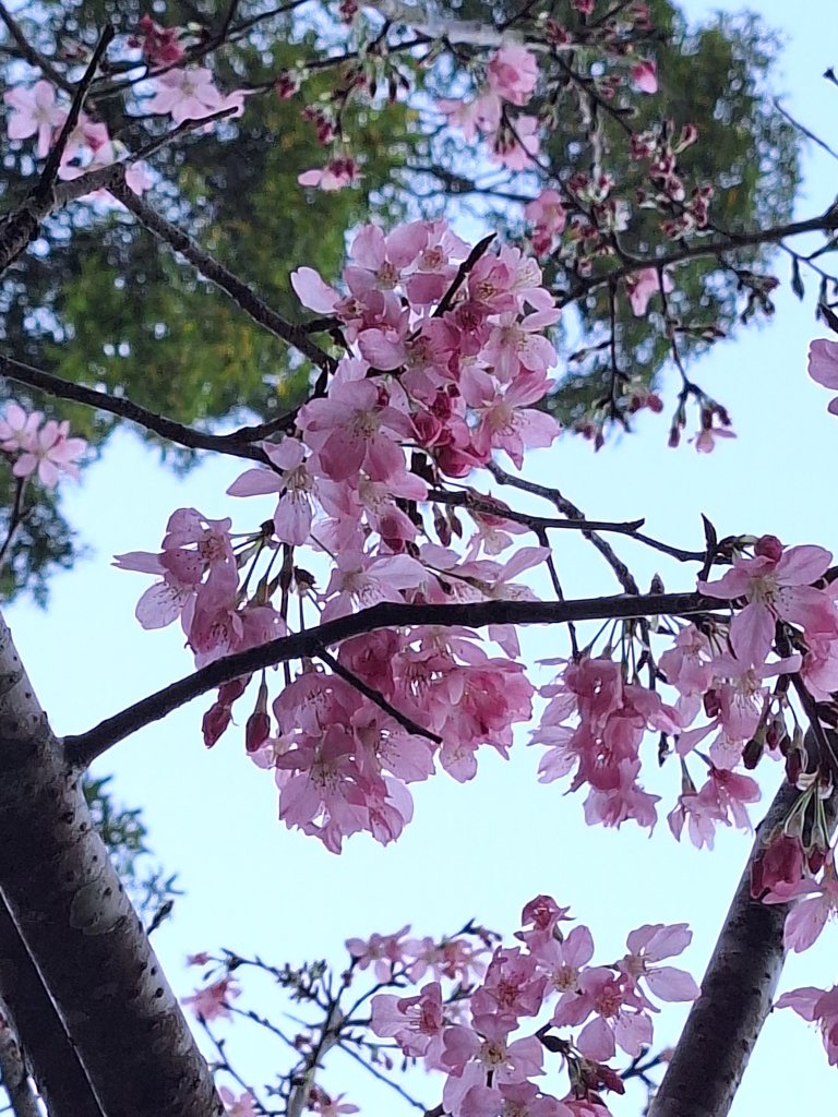 八角崠山+協雲宮櫻花步道20250215_2712877