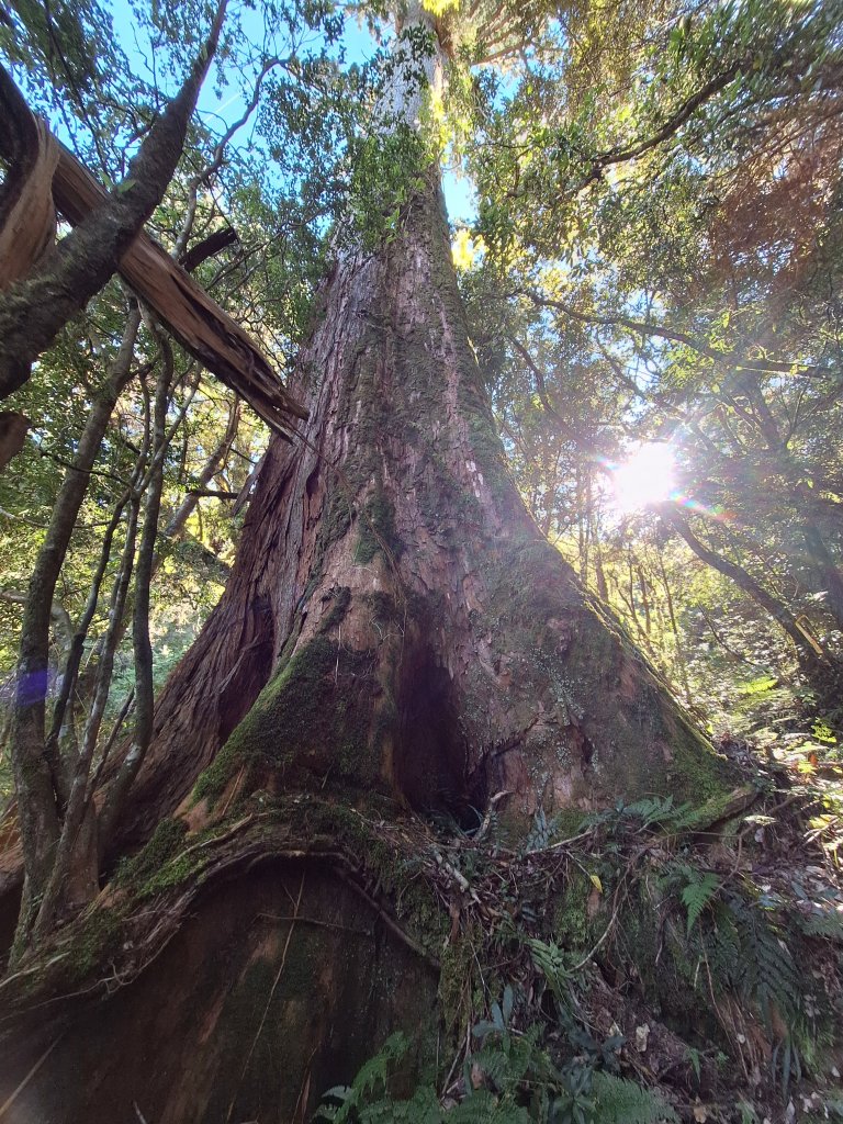 石山+阿毛神木20251211封面圖