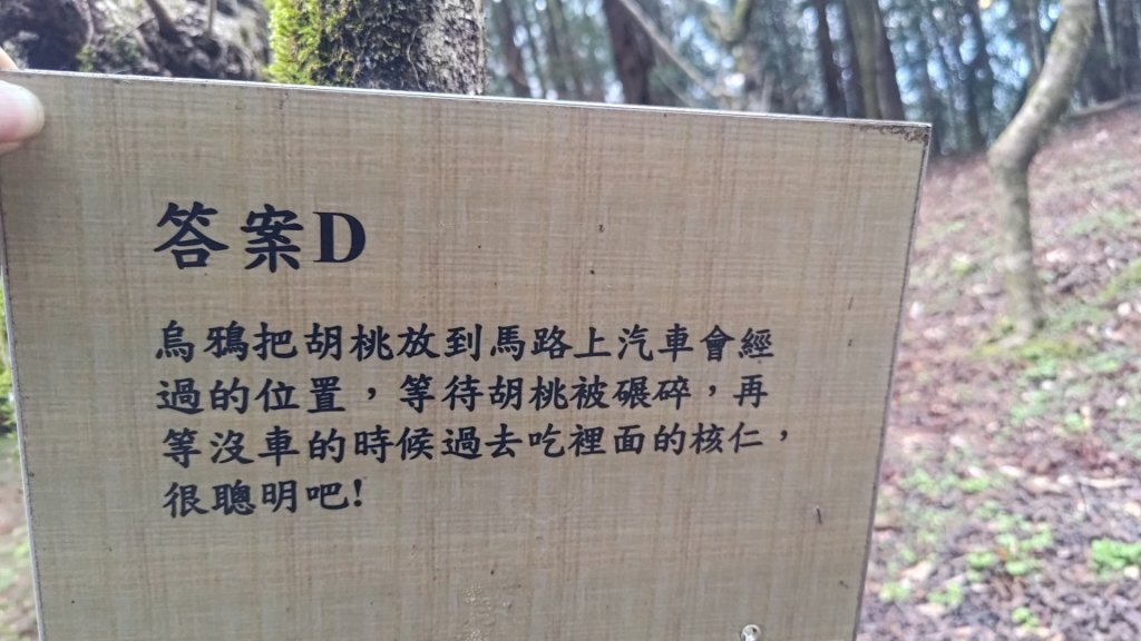 梅峰山地農場立鷹山_2749411