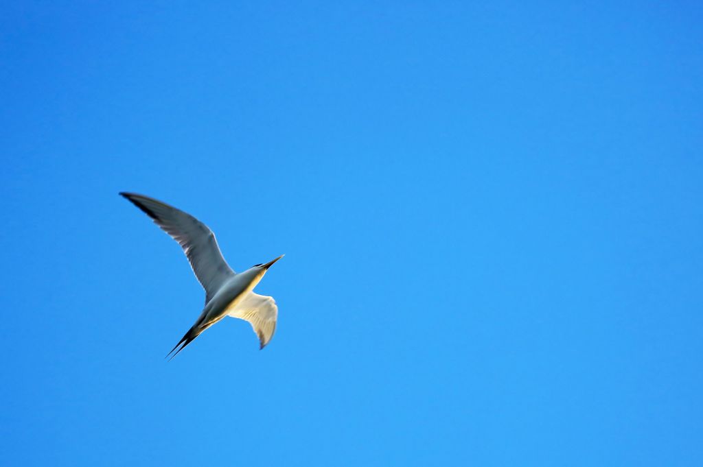 澎湖采風---玄武岩-藍洞-天人菊-燕鷗_139279