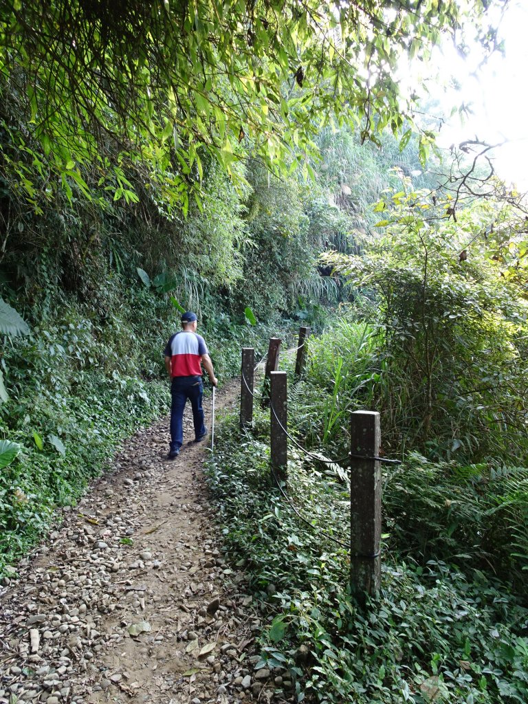 台南最高峰-小百岳大凍山-清肺步道_461988