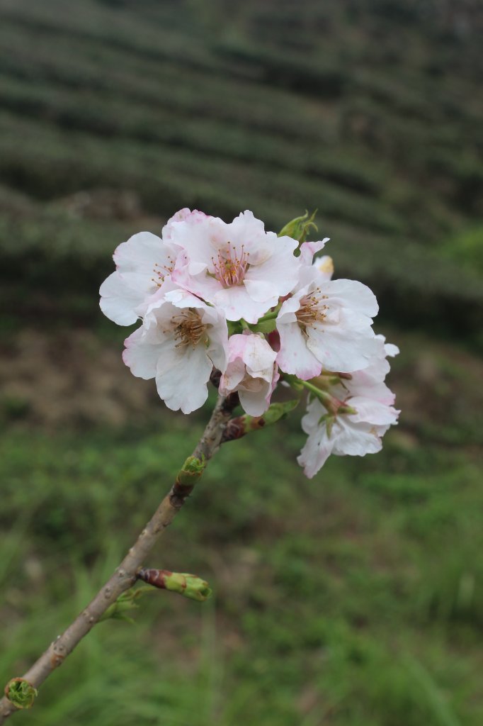 20230408嘉義縣頂石棹步道_2109361