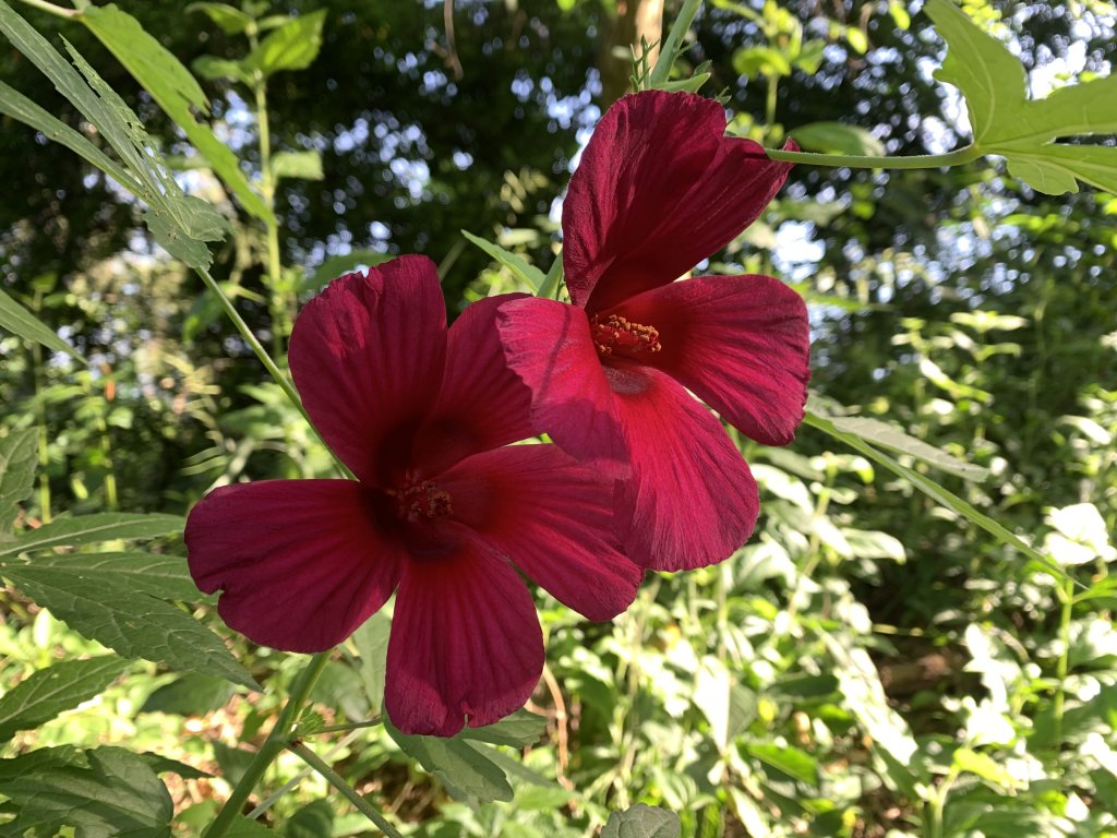 20251010高雄尾寮山-西北峰_2913634