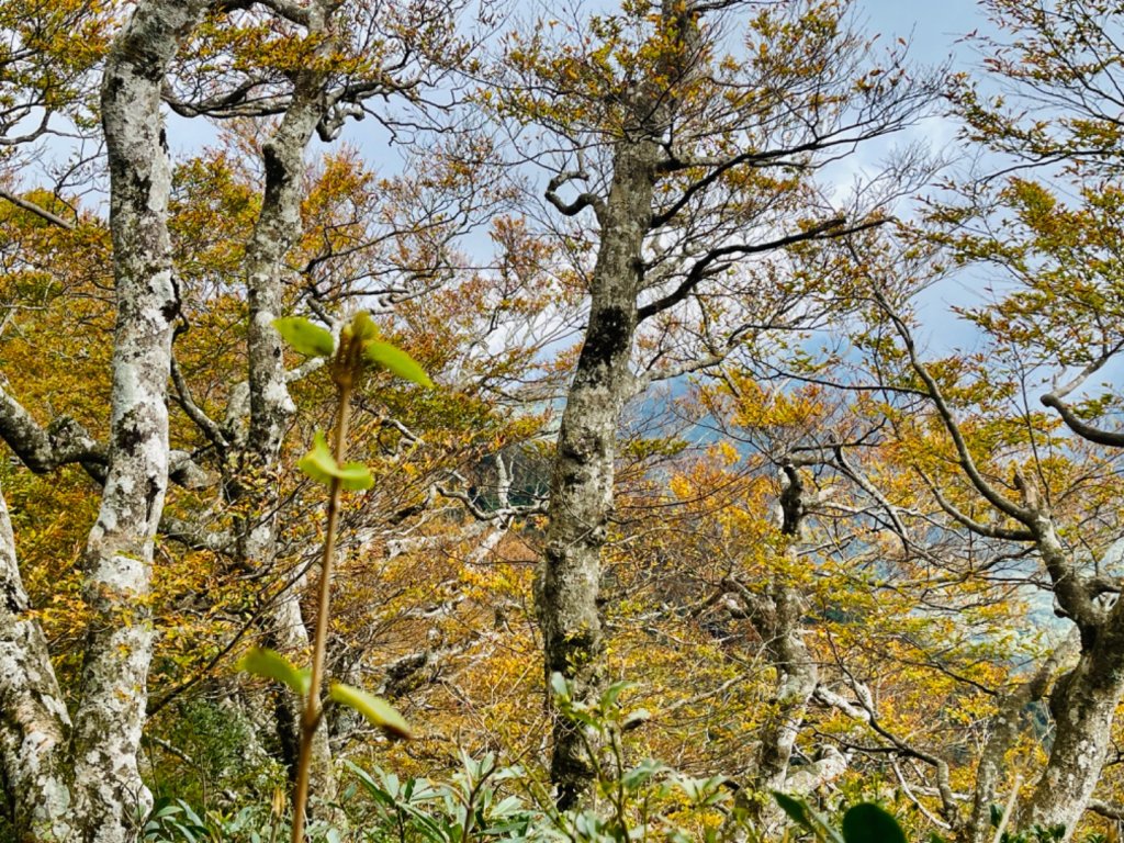 1131125內鳥嘴山封面圖