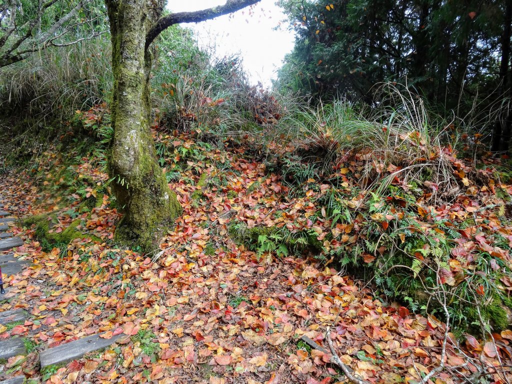 太平山翠峰湖環山步道_1743577