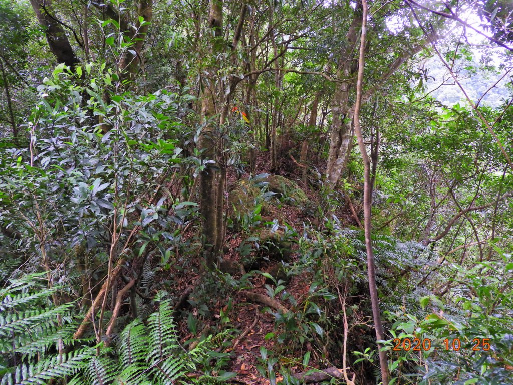 新北 石碇 永定坑山、鳥嘴尖、石霸尖_1143341