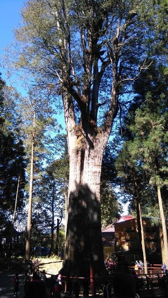 阿里山步道_1664048