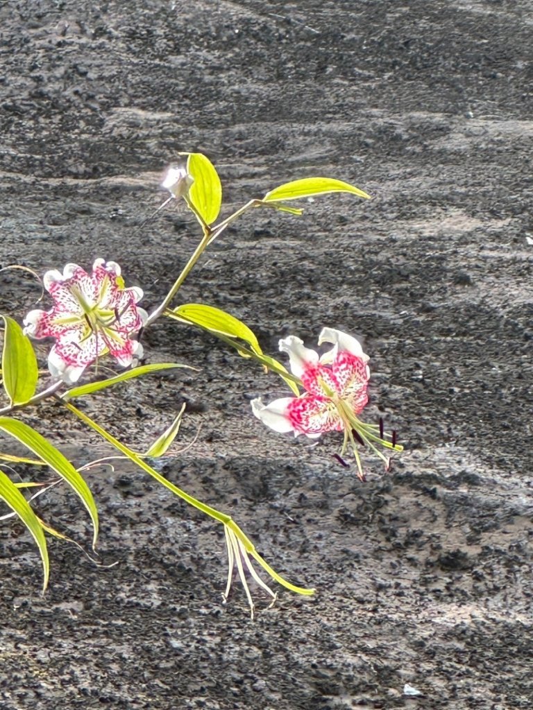 孝子山、普陀山、慈母峰賞鹿子野百合O走_2592922