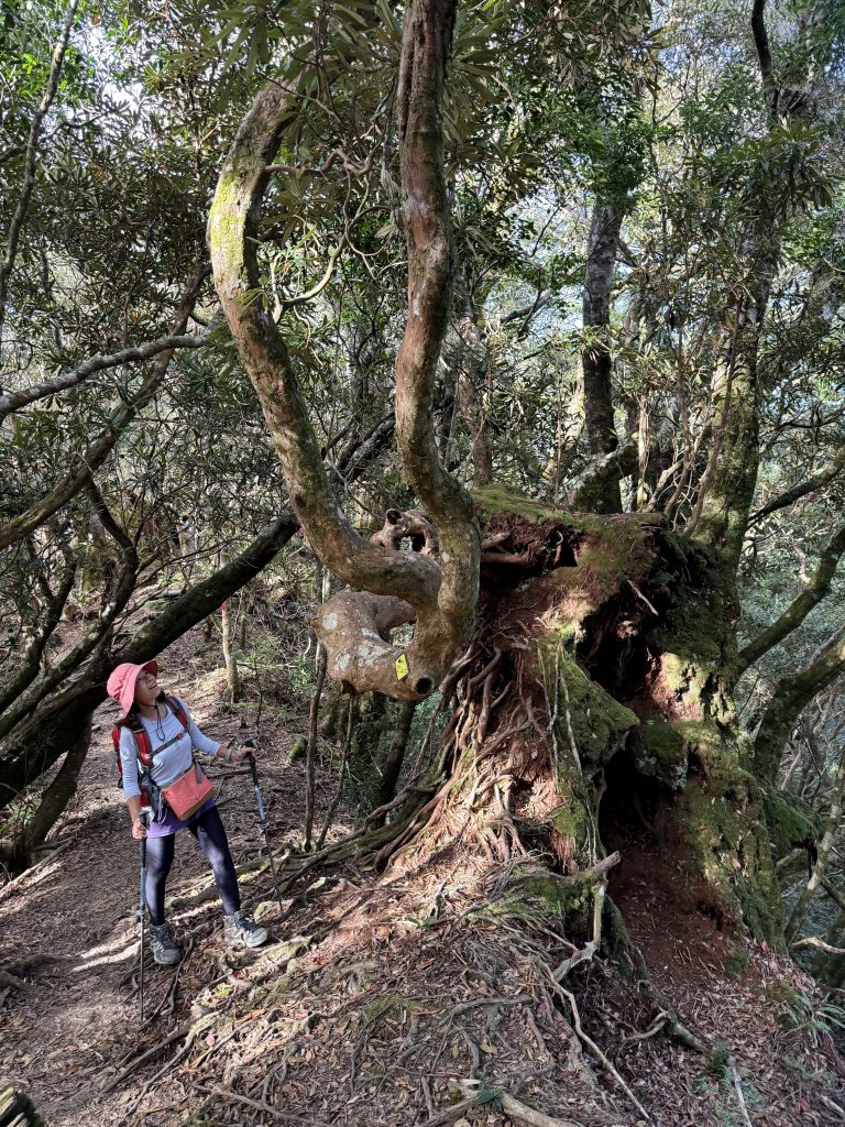 塔曼山 連走 拉拉山森林遊樂區 O繞 20251011_2923659