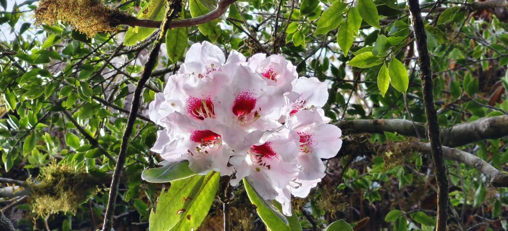 2025/04/04_加里山登山步道_2755042