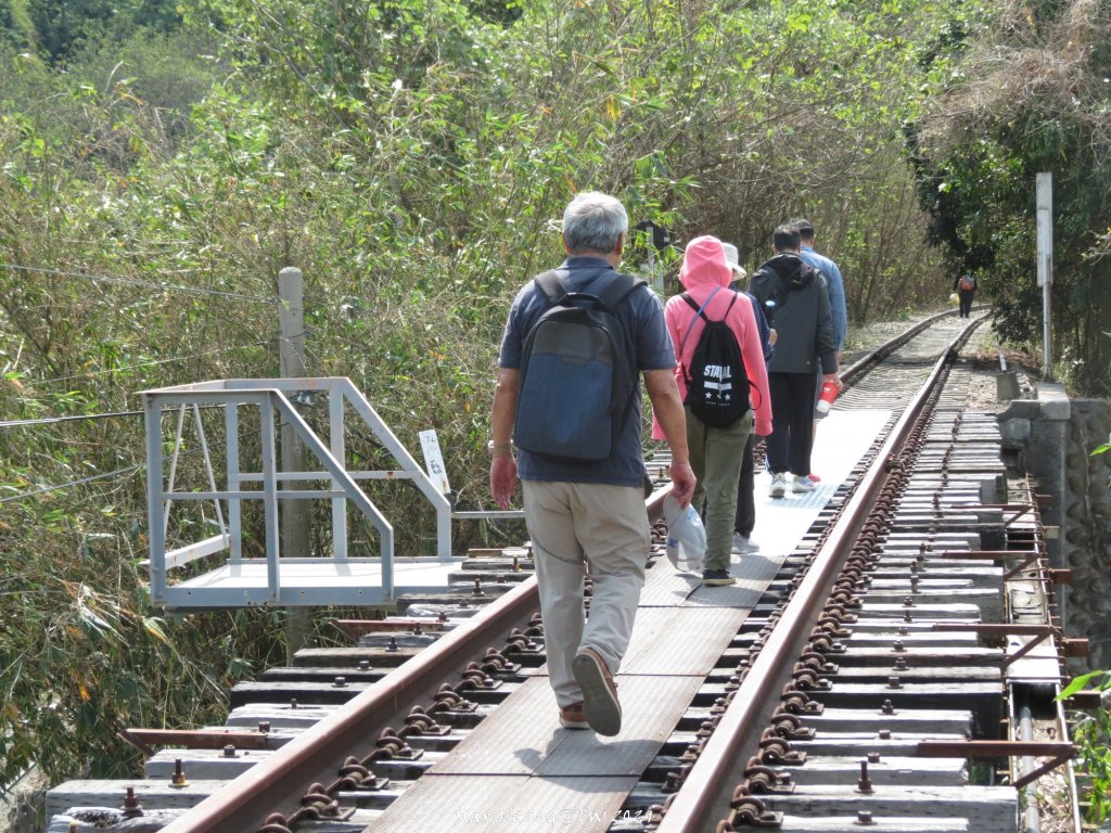 《台中》漫櫻飄舞｜后里泰安櫻花季健行20240225_2436871