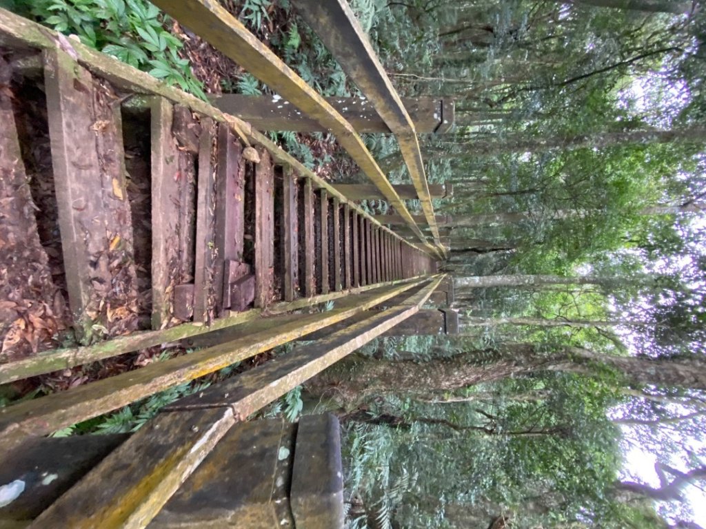 037苗栗泰安-馬那邦山_2604669