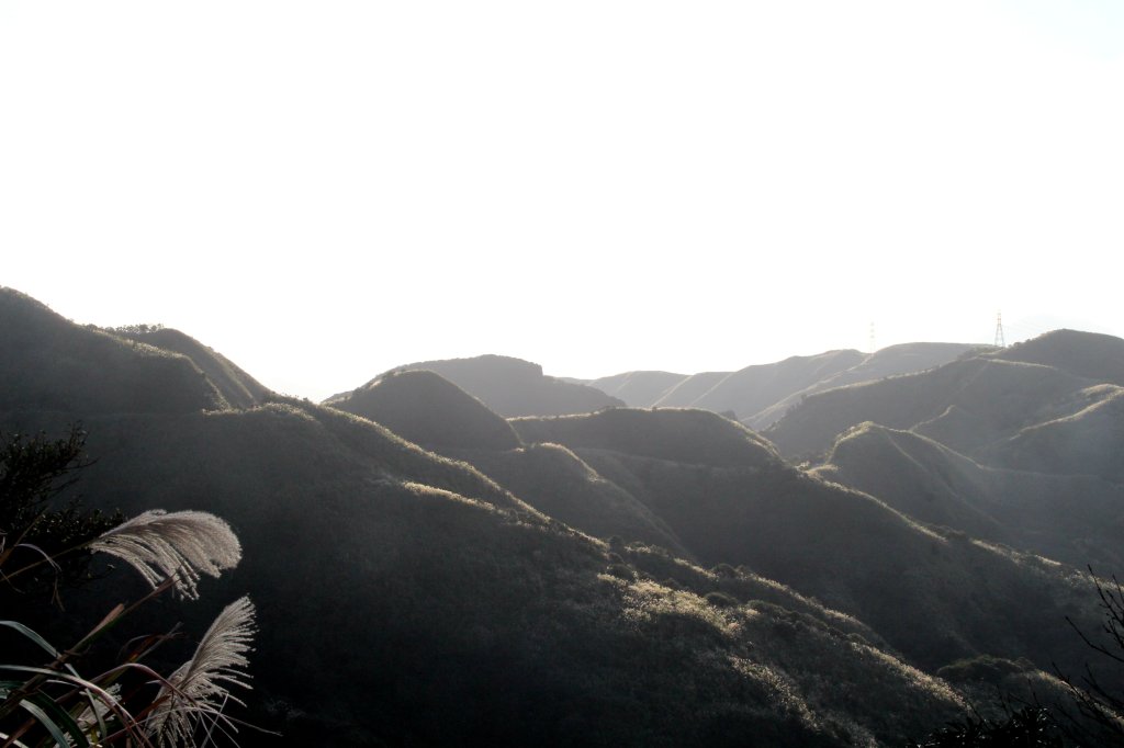 【金瓜石】漫山芒花怒放浪漫，礦山藍海奇景夢幻！_2964199