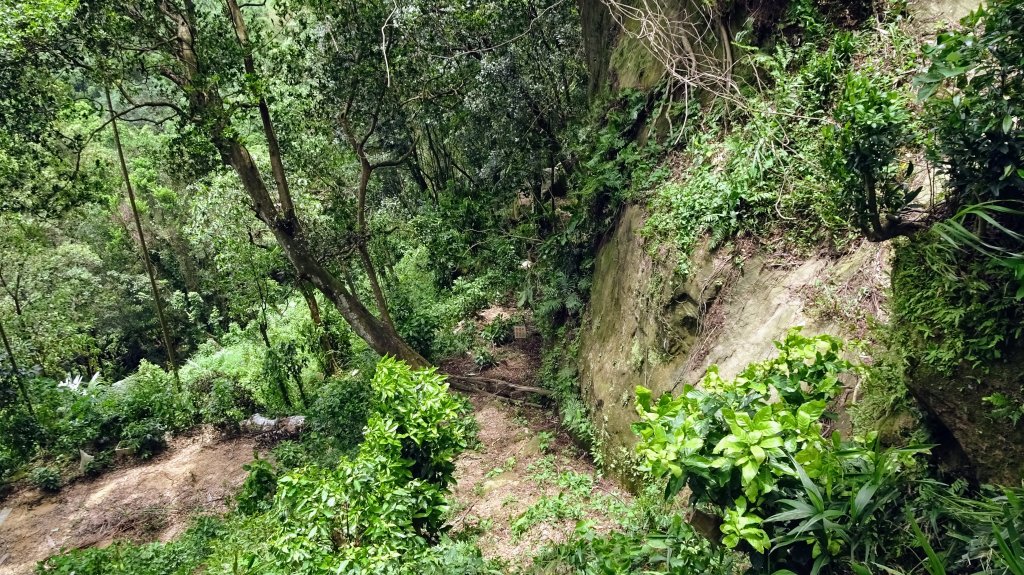 樹梅古道,不二法門_2240061