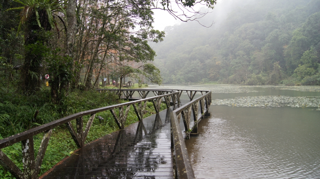 福山植物園和藍腹鷳的約會_266074