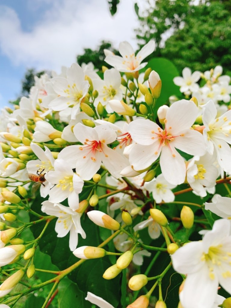四月雪～桐花盛開～藤山步道_566668