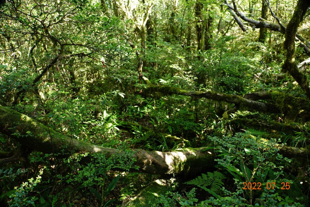 新北 烏來 拳頭母山_1778461