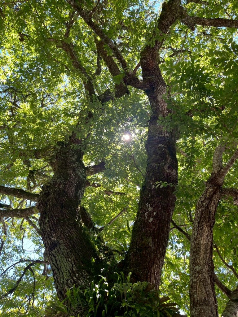 新竹 五峰 觀霧國家森林遊樂區 大鹿林道西線 榛山步道_2811372